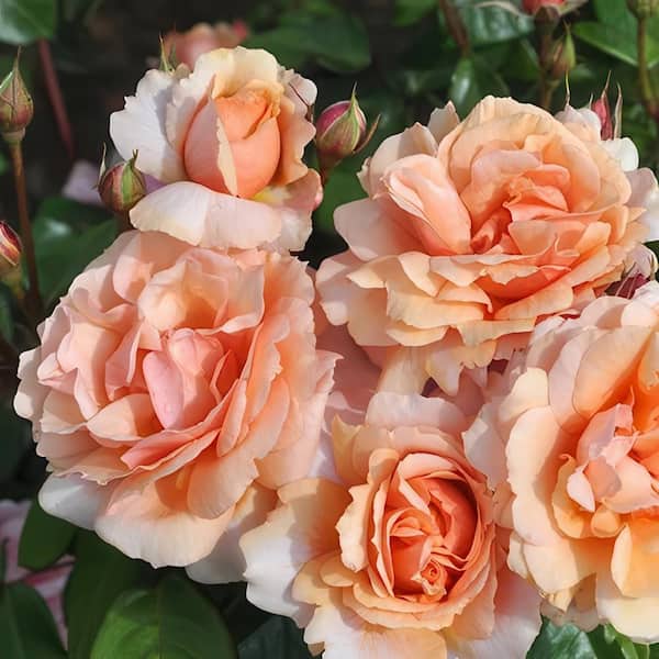 national PLANT NETWORK Bareroot Soul Sister Rose Plant with Magenta Flowers (2-Pack)
