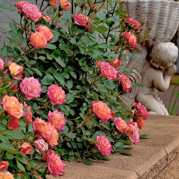 national PLANT NETWORK Bare Root Rose Arizona with Orange Flowers