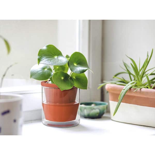 jade plant for sale Jade Plant  Lichtenfelt's