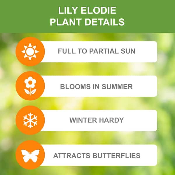 14/16cm, Double Elodie Asiatic Lily Flower Bulbs (Bag of 2)