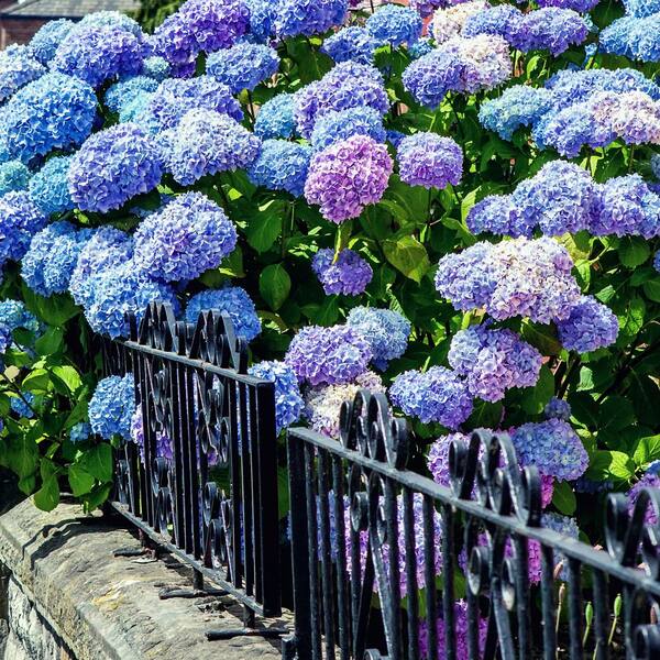 ブルーフラワーヘリテイジ Hydrangea Let's Dance® Blue Jangles® Bigleaf Hydrangea