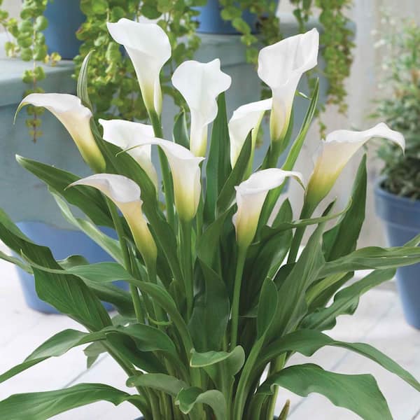 Breck's Intimate Ivory Calla Lily Dormant Flower Bulbs (5-Pack