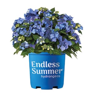 1 Gal. Pop Star Reblooming Hydrangea Flowering Shrub Plant with Electric Blue or Pink Lacecap Flowers