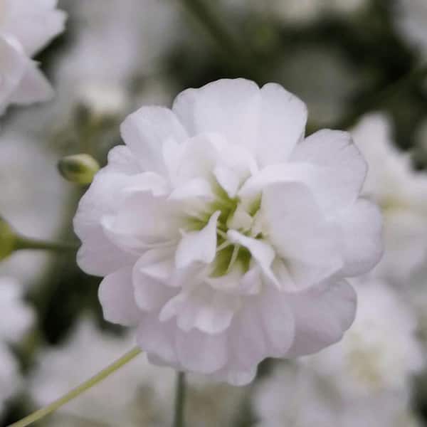 Set of 12 White Artificial Baby's Breath Gypsophila Plastic Filler Flower  24in - 24 L x 6 W x 2.5 DP - Bed Bath & Beyond - 33345241