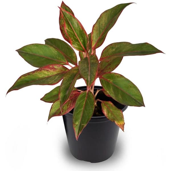 Wekiva Foliage Aurora Siam Red-Live Plant in a 4 Inch Pot-Aglaonema Siam Aurora-Rare and Elegant Indoor Houseplant