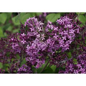 1 Gal. Bloomerang Dark Purple Reblooming Lilac (Syringa) Live Shrub, Purple Flowers