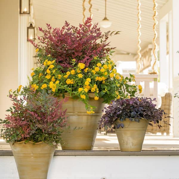 2.5 Qt. Obsession Nandina, Live Evergreen Shrub, Brilliant-Red New Foliage