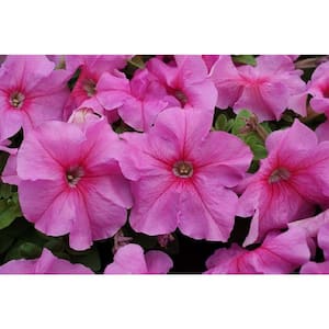 4 in. Petunia Limbo GP Sweet Pink Live Annual Plant (6-Pack)