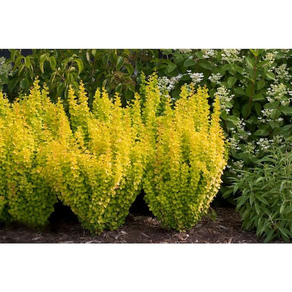 2 Gal. Sunjoy Gold Pillar Barberry Shrub with Vivid Gold Foliage