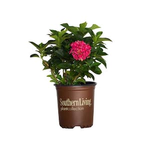 2.5 qt. Heart Throb Hydrangea Shrub, Live Blooming Plant with Cherry Red Flowers