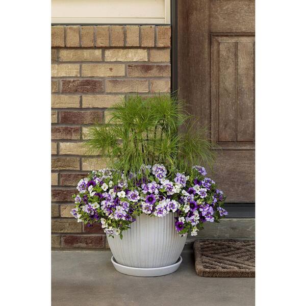 PROVEN WINNERS 4.25 in. Eco+Grande Superbena Royale Sparkling