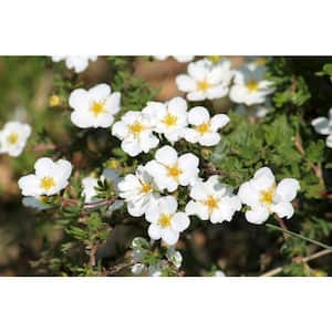 1 gal. White Potentilla Flowering Shrub with Very Cold Hardy Large Pure White Flowers (2-Pack)