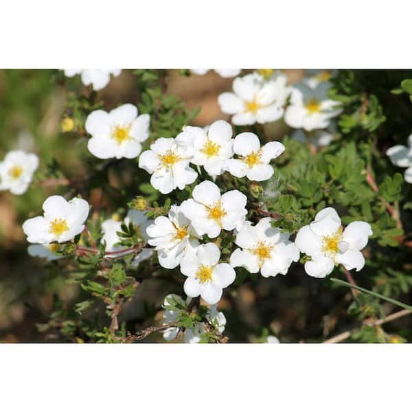 Online Orchards 1 gal. White Potentilla Flowering Shrub with Very Cold Hardy Large Pure White Flowers (2-Pack)