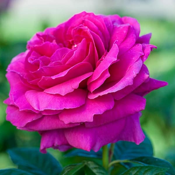 DIRECT GARDENING Pretty Lady Downton Abbey Grandiflora Rose