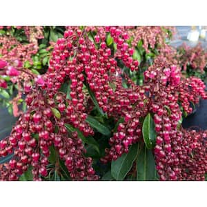 4.5 in. Quart Interstella Lily of the Valley Shrub (Pieris) Live Plant, Ruby Red Flowers