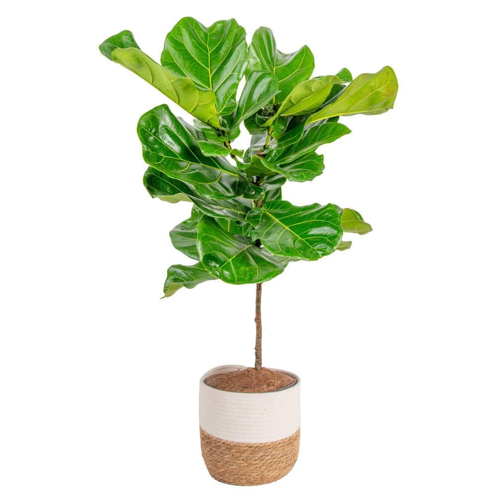 Costa Farms Ficus Lyrata Fiddle Leaf Fig Indoor Plant in 10 in