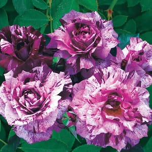 Purple Tiger Floribunda Rose Dormant Bare Root Plant (1-Pack)