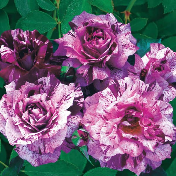 Gardens Alive! Purple Tiger Floribunda Rose Dormant Bare Root Plant (1-Pack)