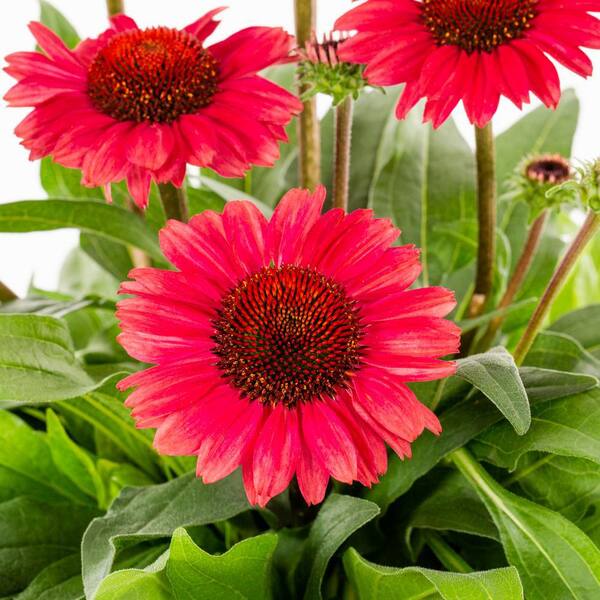 50 Bright Red Coneflower Seeds – Echinacea Perennial Flowers, USA Seller (Toadstool Seeds)