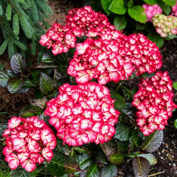 VAN ZYVERDEN 4 in. Bloomin' Easy Hydrangea Kimono Potted Rocketliners Shrub (Set of 1 Plant)