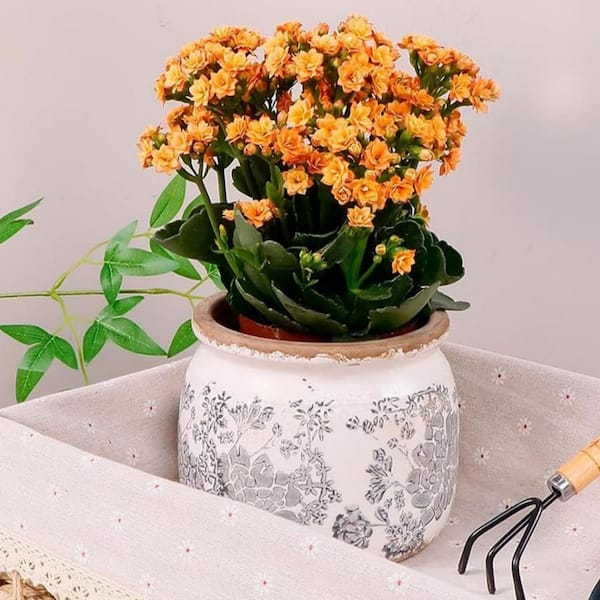 Gray Ceramic Planter Decorative Pots (6 in. W x 5 in. H) HPD2P9DB3X - The  Home Depot