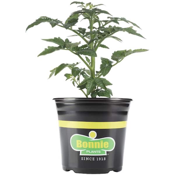 Bonnie Plants Roma Tomato 2.32 qt. Live Plant