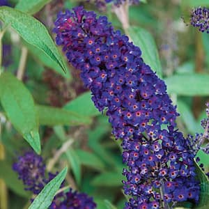 4 in. Pot Black Knight Butterfly Bush (Buddleia) Live Deciduous Plant Purple Flowering Perennial