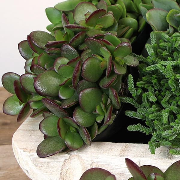 Altman Plants Classic Jade Succulent (Crassula) Houseplant in 3.5 in. Grower Pots (6-Pack)