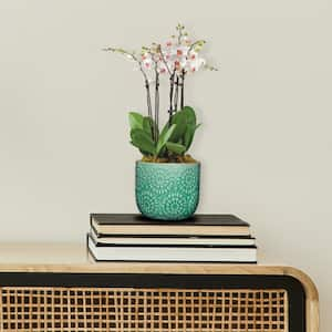 Bellisima 4.5 in. Sea Green Ceramic Planter with Drainage Plug