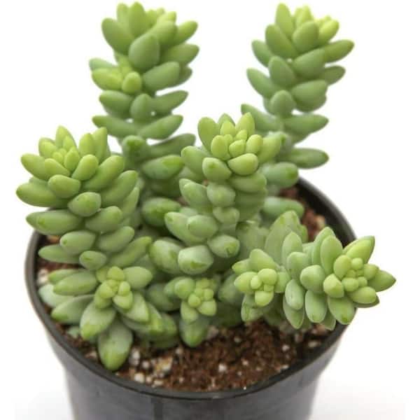 Burro's Tail-2 Live Starter Plants in 2 in. Pots-Sedum Morganianum-Drought Tolerant Succulent Houseplant