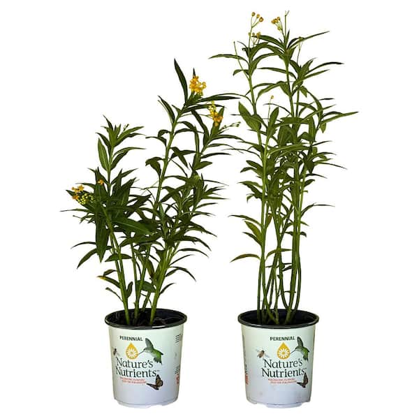 Pure Beauty Farms 2.5 qt. Asclepias Butterfly Weed Plant Gold Flower in Grower's Pot (2-Packs)