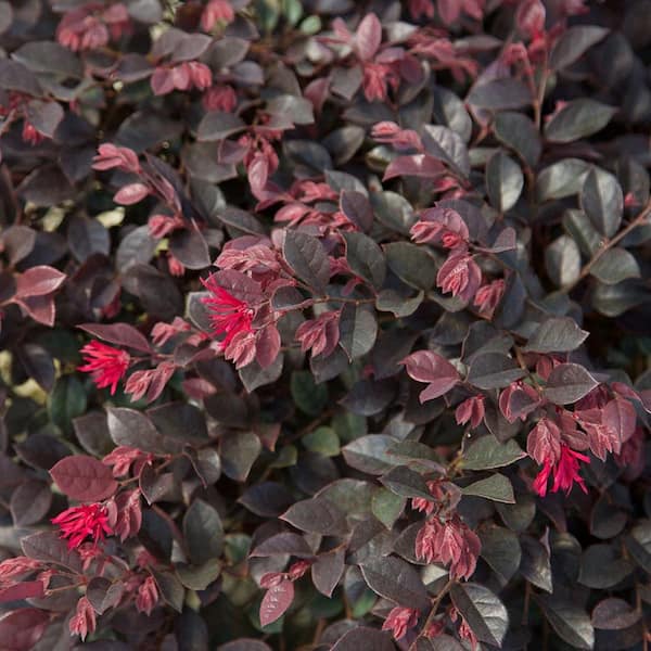 2 Gal. Purple Daydream Dwarf Loropetalum, Evergreen Shrub with Purple Foliage, Pink Ribbon Blooms