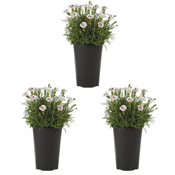 METROLINA GREENHOUSES 2 Qt. White Dianthus Perennial Plant (3-Pack)