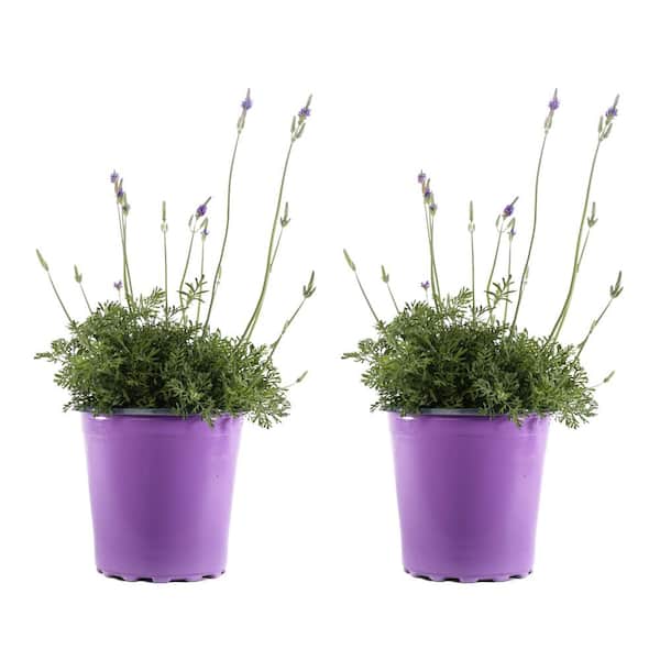 Unbranded 2.5-Qt. #1 English Lavender Plant (2-Pack)