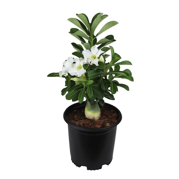 White Adenium Succulent (Desert Rose) in 1 Gal. Grower Pot with White Flowers, Easy Indoor Houseplant or Outdoor Plant