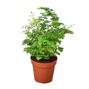 Maidenhair Fern (Adiantum) Plant in 4 in. Grower Pot