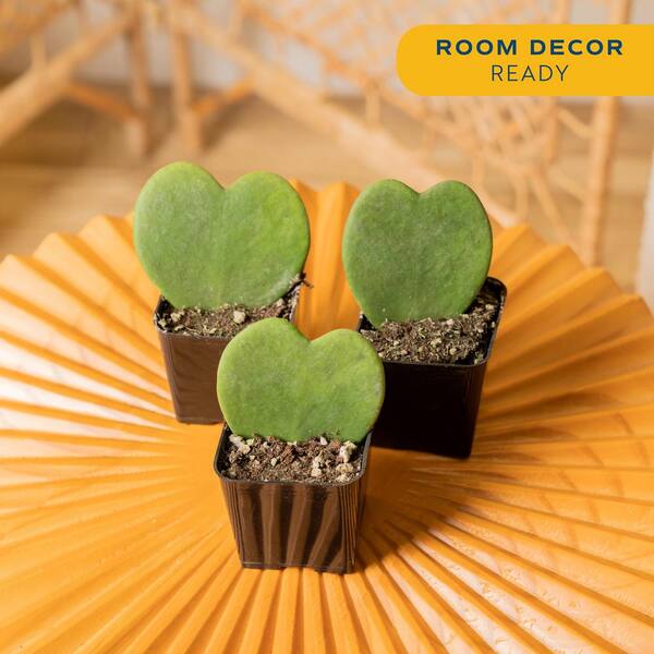 Costa Farms Hoya Kerrii Heartshaped Indoor Plant in 2.5 in. Grower Pot, Avg. Shipping Height 5 in. Tall (3-Pack)