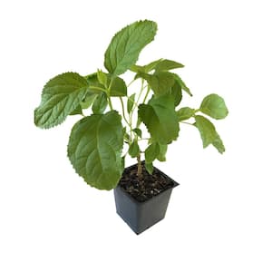 Annabelle Hydrangea 3 Total Plants in 3 Separate 4 in. Pot