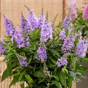 1.5 Gal. Lil' Lavender Butterfly Bush (Buddleia) Live Shrub Plant, Light Purple Flowers