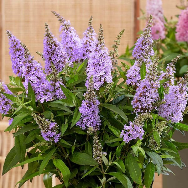 BUTTERFLY CANDY 2.5 qt. Lil' Lavender Butterfly Bush (Buddleia) Live Shrub Plant, Light Purple Flowers