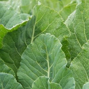 Collards Top Bunch (150 Seed Packet)