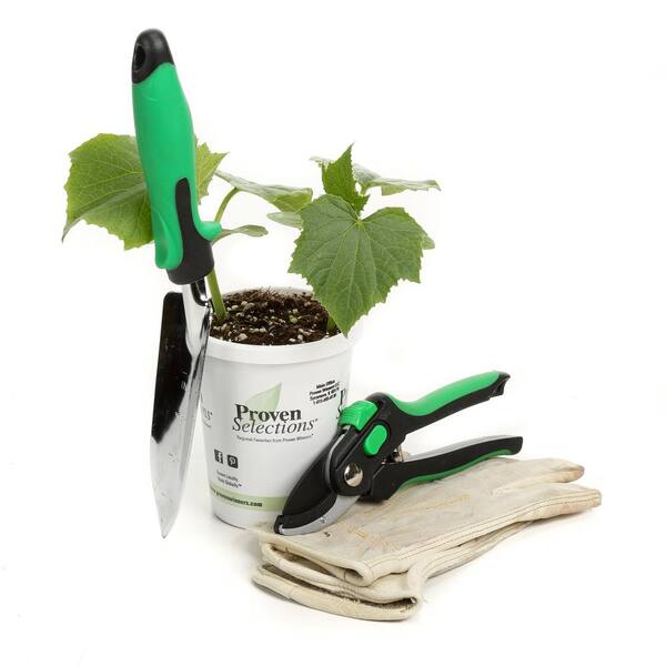 PROVEN WINNERS - 4.25 in. Grande Proven Selections Straight Eight (Cucumber) Live Vegetable Plant, 4-Pack