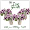 PROVEN WINNERS 4.25 in. Eco+Grande Supertunia Bordeaux (Petunia) Live Plant, Light Purple Flowers with Deep Plum Veins (4-Pack) SUPPRW1267504