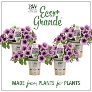 4.25 in. Eco+Grande Supertunia Bordeaux (Petunia) Live Plant, Light Purple Flowers with Deep Plum Veins (4-Pack)