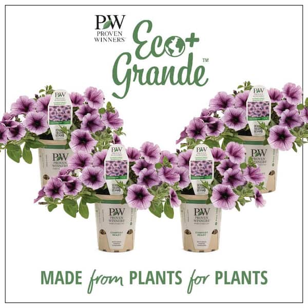 PROVEN WINNERS 4.25 in. Eco+Grande Supertunia Bordeaux (Petunia) Live Plant, Light Purple Flowers with Deep Plum Veins (4-Pack)