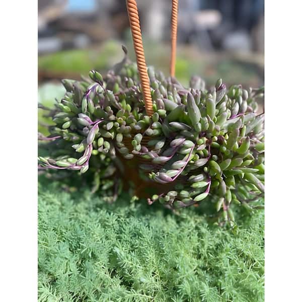 T. Succulent Form × Nizanda T'STROPICALS mqdefault.jpg