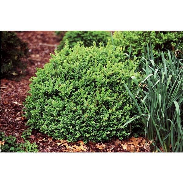 PROVEN WINNERS 3 Gal. North Star Boxwood (Buxus) Live Evergreen Shrub, Dark Green Foliage