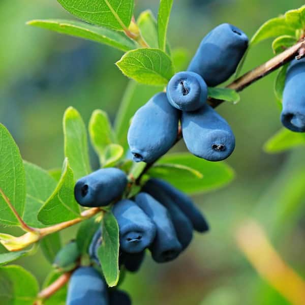Gurney's 1 Gal. Pot Goji Berry Bush, Deciduous Fruit Bearing Gurney's 1 Gal. Pot Goji Berry Bush, Deciduous Fruit Bearing