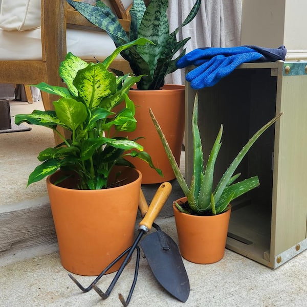 climbing plants in pots Wavy Acrylic Plant Trellis  Plants Pots Nice
