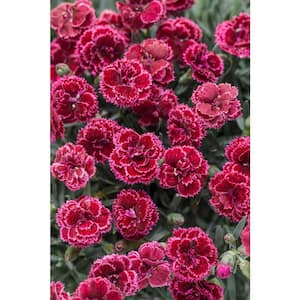 Fruit Punch Black Cherry Frost (Dianthus) Live Plant, Red Flowers, 0.65 Gal.